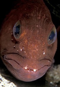 orcadiving.png